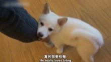 关于狗的小视频,狗狗小视频里的欢乐时光