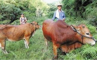 美国最先进的养牛视频,未来养牛业的创新之路